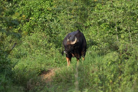 Guar is big body , black skin in old years,red skin in young years.Gaur historically occurred throughout mainland South and Southeast Asia.