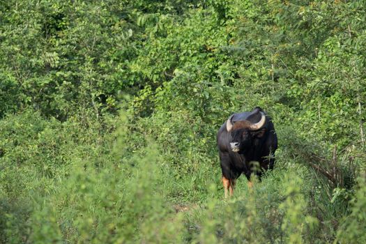 Guar is big body , black skin in old years,red skin in young years.Gaur historically occurred throughout mainland South and Southeast Asia.