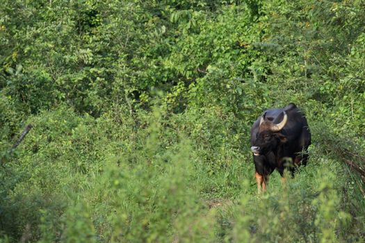 Guar is big body , black skin in old years,red skin in young years.Gaur historically occurred throughout mainland South and Southeast Asia.