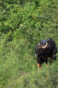 Guar is big body , black skin in old years,red skin in young years.Gaur historically occurred throughout mainland South and Southeast Asia.