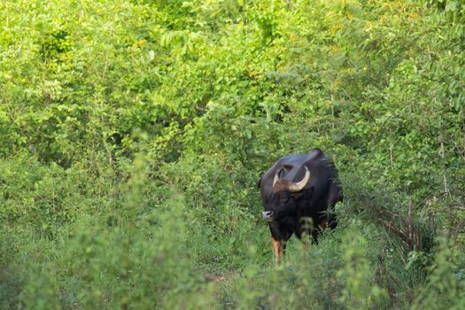 Guar is big body , black skin in old years,red skin in young years.Gaur historically occurred throughout mainland South and Southeast Asia.