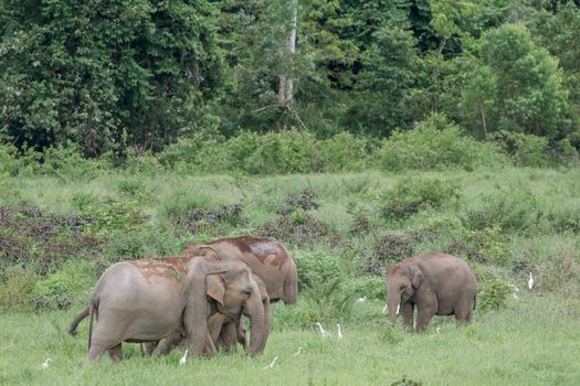 Asian elephants are the largest living land animals in Asia.Asian elephants are highly intelligent and self-aware.