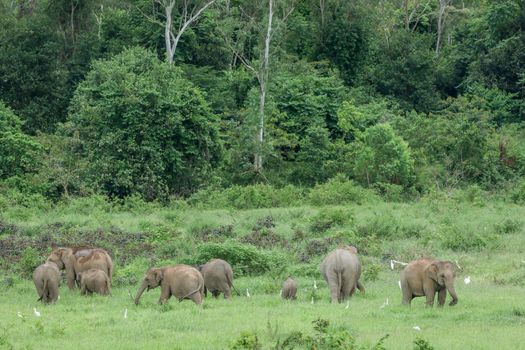 Asian elephants are the largest living land animals in Asia.Asian elephants are highly intelligent and self-aware.