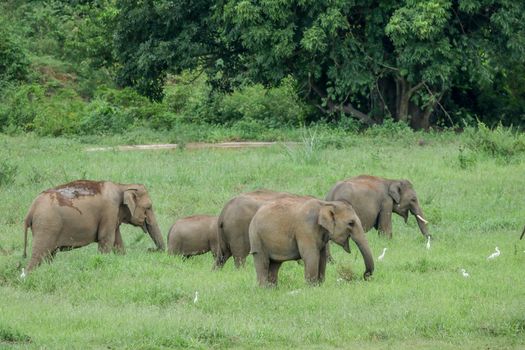 Asian elephants are the largest living land animals in Asia.Asian elephants are highly intelligent and self-aware.