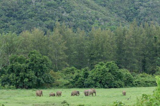 Asian elephants are the largest living land animals in Asia.Asian elephants are highly intelligent and self-aware.