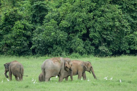 Asian elephants are the largest living land animals in Asia.Asian elephants are highly intelligent and self-aware.