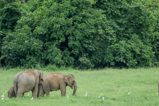 Asian elephants are the largest living land animals in Asia.Asian elephants are highly intelligent and self-aware.