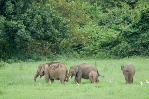 Asian elephants are the largest living land animals in Asia.Asian elephants are highly intelligent and self-aware.