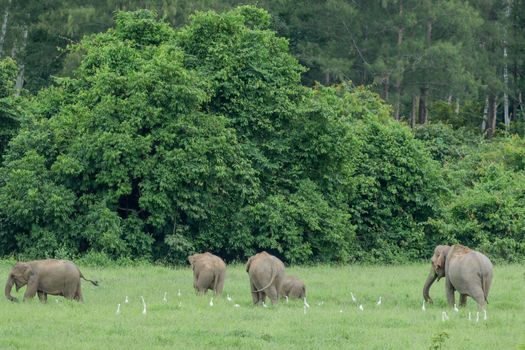 Asian elephants are the largest living land animals in Asia.Asian elephants are highly intelligent and self-aware.