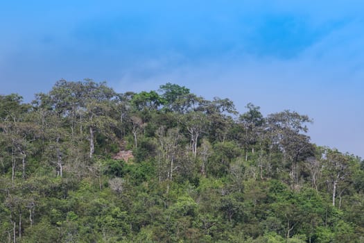 top view of forest in thailand and blue sky.