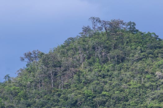 top view of forest in thailand and blue sky.