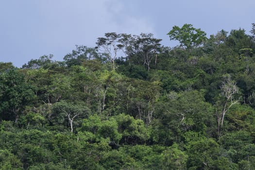 top view of forest in thailand and blue sky.