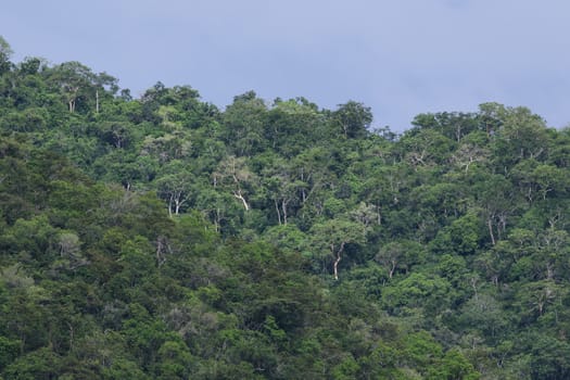 top view of forest in thailand and blue sky.