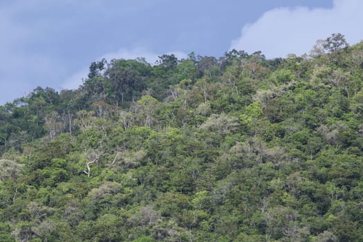 top view of forest in thailand and blue sky.