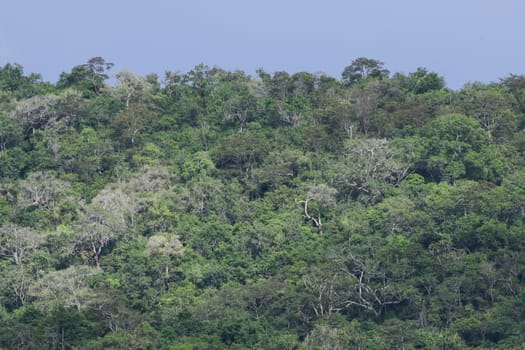top view of forest in thailand and blue sky.