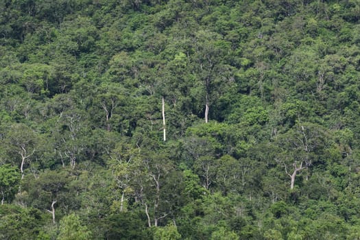 top view of forest in thailand and blue sky.