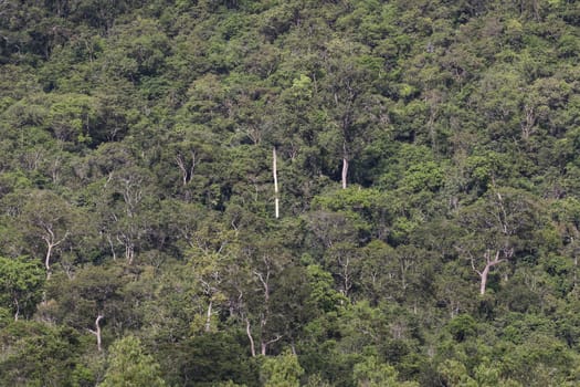 top view of forest in thailand and blue sky.