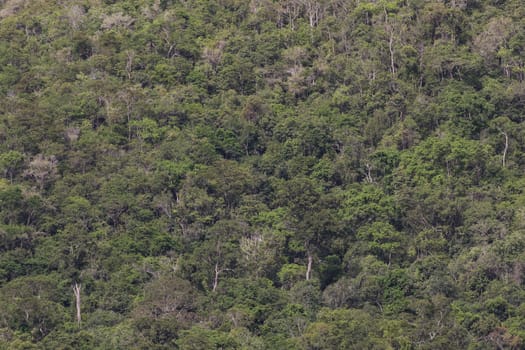 top view of forest in thailand and blue sky.