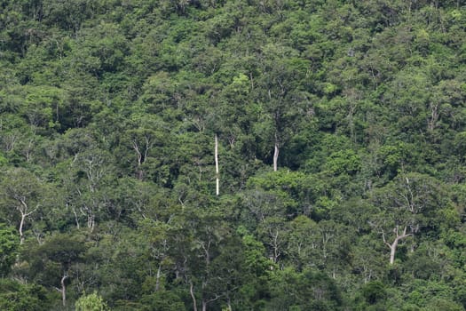 top view of forest in thailand and blue sky.