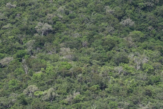 top view of forest in thailand and blue sky.