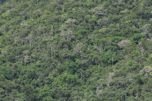 top view of forest in thailand and blue sky.