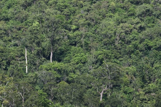 top view of forest in thailand and blue sky.