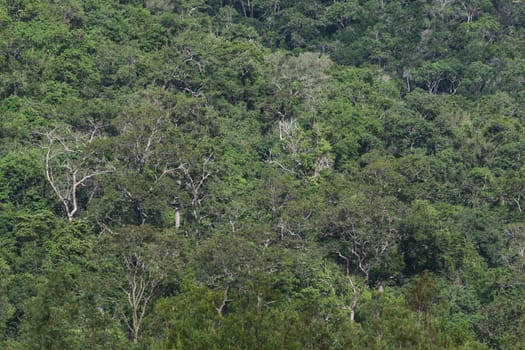 top view of forest in thailand and blue sky.