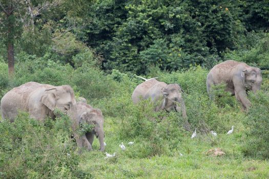 Asian elephants are the largest living land animals in Asia.Asian elephants are highly intelligent and self-aware.