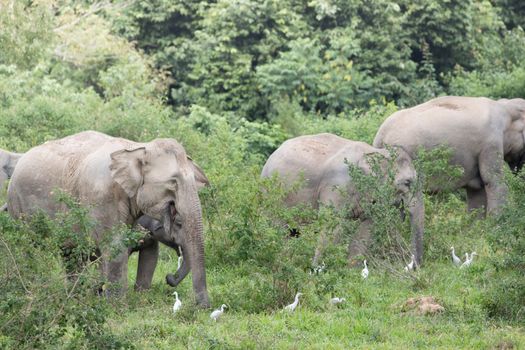 Asian elephants are the largest living land animals in Asia.Asian elephants are highly intelligent and self-aware.