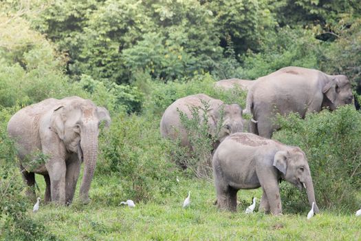 Asian elephants are the largest living land animals in Asia.Asian elephants are highly intelligent and self-aware.