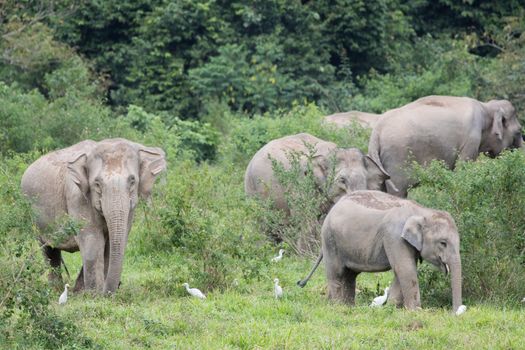 Asian elephants are the largest living land animals in Asia.Asian elephants are highly intelligent and self-aware.