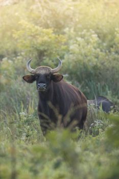 Guar is big body , black skin in old years,red skin in young years.Gaur historically occurred throughout mainland South and Southeast Asia.