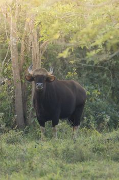 Guar is big body , black skin in old years,red skin in young years.Gaur historically occurred throughout mainland South and Southeast Asia.