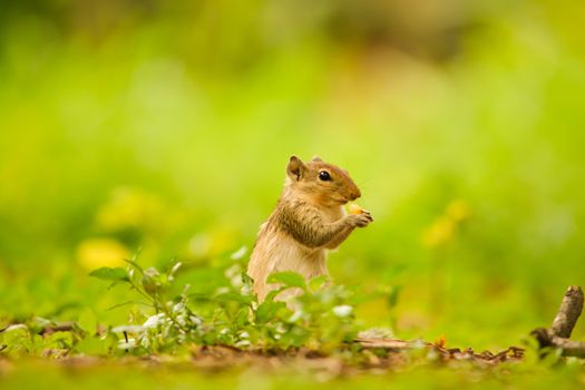 Close up of a Squirrel eating corn with green backdrop,which is in  cubbon park of Bangalore where people feed these animals