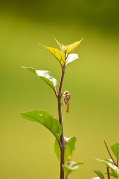 Fly sitting on a fresh  branch of a tree with green backdrop near shri ranganatittu bird sanctuary .