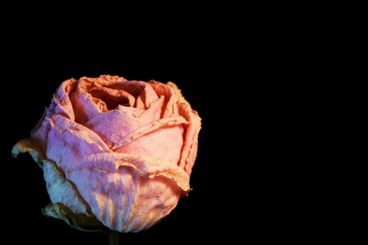 single withered rose flower on black background