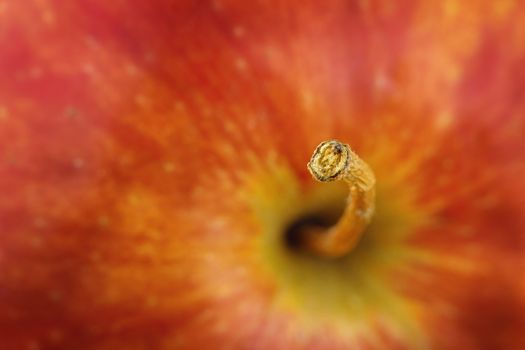 close-up of a red apple with a stem in focus