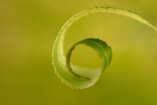 close-up of a spiral shaped green leaf