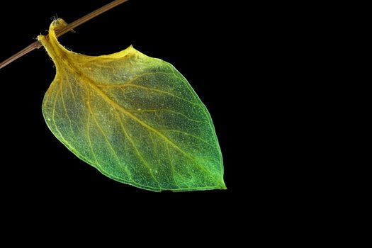 single green leaf hanging from a branch on black background