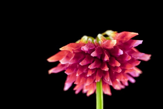 close-up of a withering clover flower on black background