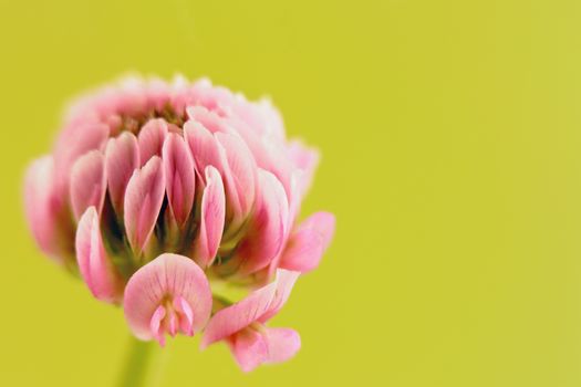 single pink clover flower on blurry green background