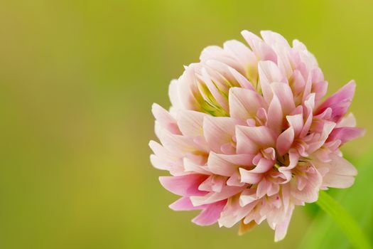 single white and pink clover flower on blurry green background