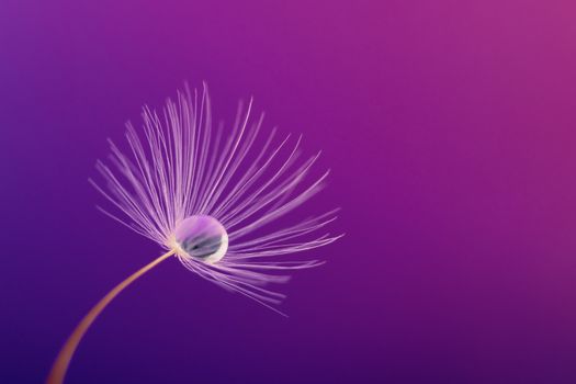 a single dandelion seed with a water droplet inside