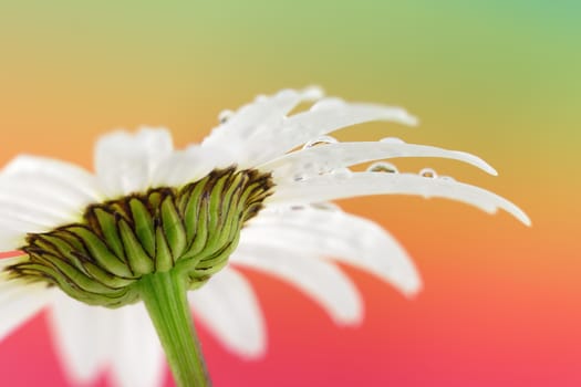 white daisy flower with water droplets on rainbow background