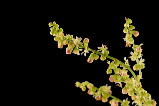 small plant with a bunch of flowers on black background
