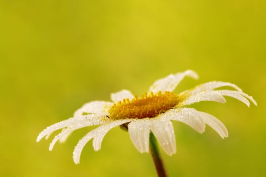 single chamomile flower with water droplets on green background