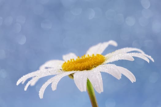 single daisy flower with water droplets on blue bokeh background