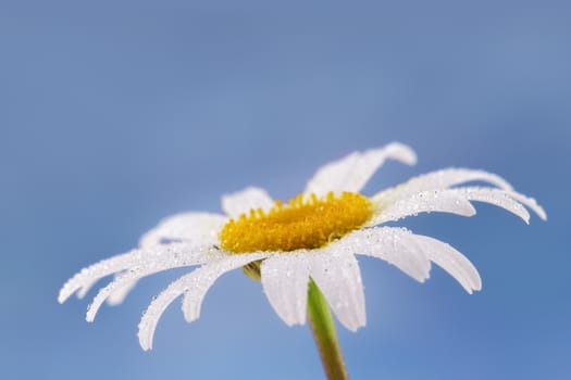 single daisy flower with water droplets on blue background