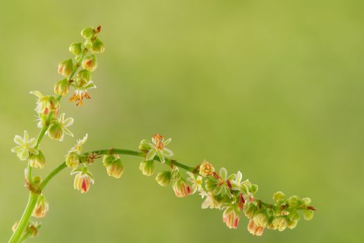 small plant with a bunch of flowers on green background