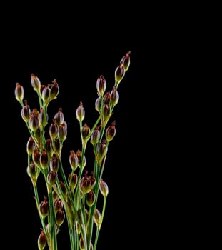 wild grass with tiny buds on black background